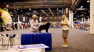 11K views · 81 reactions | Experience the Houston World Series of Dog...