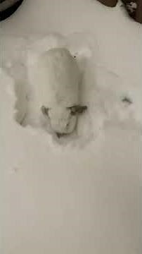 Adorable Bunny Explores a Winter Wonderland ❄️🐰 | Snow Hops & Grass Digs! #bunny #cuteanimal