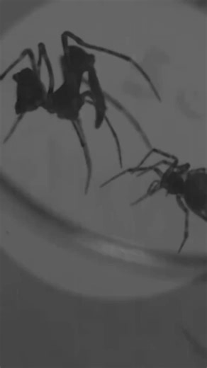 Pelican spider, aka the assassin spider 👀 | Myanimality