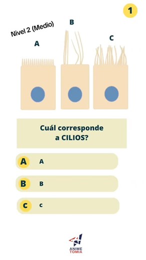 Células Eucariotas: Estructura y Función