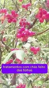 Medicinal Jambo Smith #trees #exotictrees #fruits #jambosmith #urbanforestry