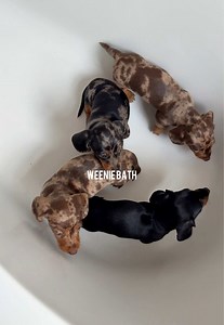 First Bath for a 6-Week-Old Puppy: Tips and What to Expect