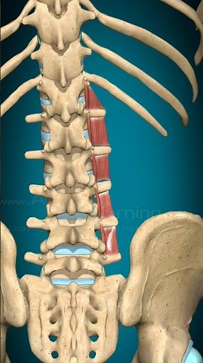 “3D Medial Lumbar Intertransversarii | Lateral Flexion”
