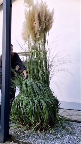 Maria | Pampasgras ist eine meiner Lieblingspflanzen im Garten 🌾 Um es vor dem Winter zu schützen und ihm einen neuen Look zu geben, habe ich es... | Instagram
