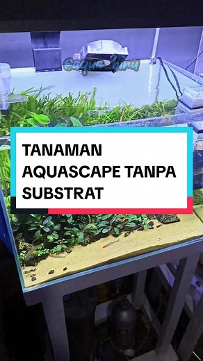 Tanaman Aquascape Tanpa Substrat: Rekomendasi Tanaman Air untuk Aquascape