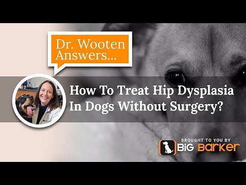 How To Treat Hip Dysplasia In Dogs Without Surgery? | Dr. Wooten Answers...