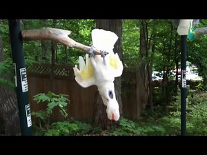 2.3K views · 2.3K reactions | Parrots laughing hysterically :D . Couldn't help myself but laugh too :D | Parrots | Facebook