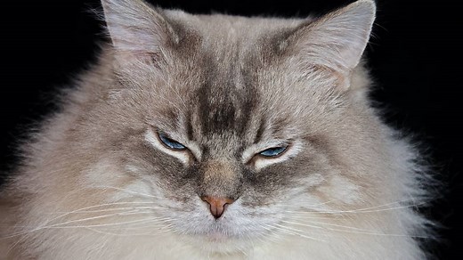 7 Ways to Make Your Ragdoll Cat Love You More | Ragdoll Care