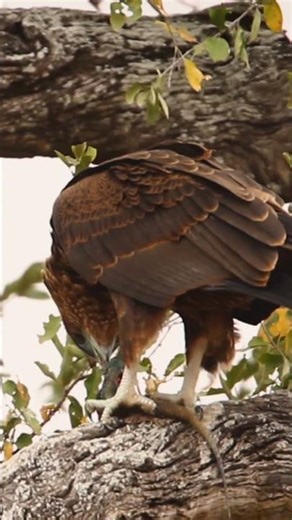 Brown Snake Eagle Feeds on a Lizard Kruger National Park
