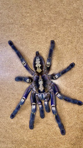 Kuba 🕷🦎 on Instagram: "P. metallica ( samiczka )zdążyła zwiedzić kawałek podłogi zanim znalazła się w nowym terrarium. Po za małym spacerkiem , nie sprawiała żadnych kłopotów. 😜Poecilotheria metallica ( female ) rehousing 🤩 At first she tried to escape but after few minutes she was in her new terrarium 😇 #poecilotheriametallica #poecilotheria #spider #spiders #spidersofinstagram #pająk #ptasznik #araña #arañas #arachnid #arachnids #tarantula #tarantulalove #tarantulakeeper #tarantulapet #ta