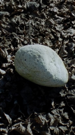 RANRA on Instagram: "In “The Mind Is the Hand, the Hand Is the Mind”, Luigi Lineri’s archive of stones becomes its own language — symbols of nature, memory, and myth. Directed by Roberto Colombo, the film unfolds as a visual poem, honoring the slow, intimate dance between nature and the mind. This is art as meditation, creation as witnessing — a profound dialogue at the heart of RANRA’s ethos. Watch the full film via link in bio. Film directed by @robocolo"