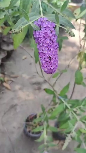 13 reactions · 5 comments | Buddleja Butterfly bush #gardening #nursery #reels #plantshop #plants #homedecor #homegarden #plantslover #flowerslovers #nature #gardenbeauty #gardeningtips #gardeningpassion #gardendesign #landscape #gardeninglife #gardeninghacks #gardeninglove | Dogar Online Nursary and Kitchen Gardening Shop | Facebook