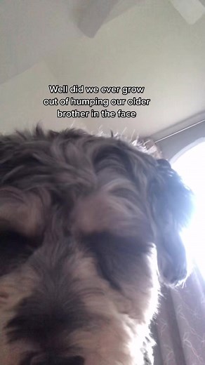 Schnauzer Poodle Mix: Everything You Need to Know