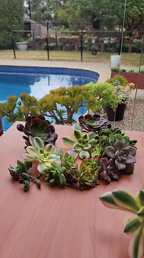 Aeonium Propagation | Robert Reyes