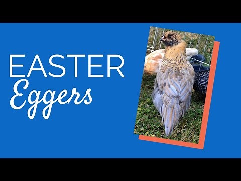 Easter Egger (Ameraucanas) | Chickens for Backyards
