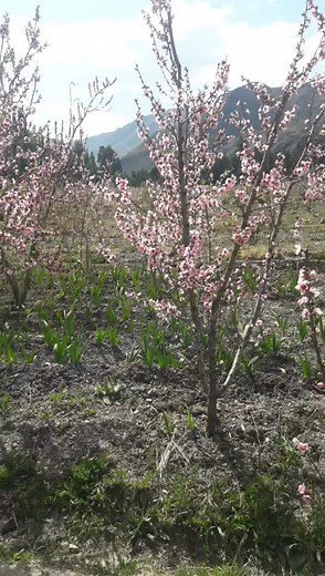 Blooming Peach Trees: A Stunning Spring Landscape