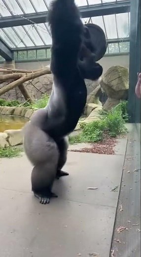 Silverback Gorilla Challenges Weightlifting Limits