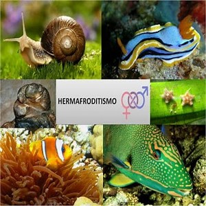 Hermaphrodite Animals: How Do They Reproduce? Examples and more ▷➡️ Postposmo