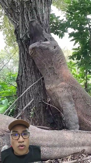 komodo hampir pindah alam #komodo #animals #ularkasur #sawit #wildlife #ularbesar #pets #hewanbesar