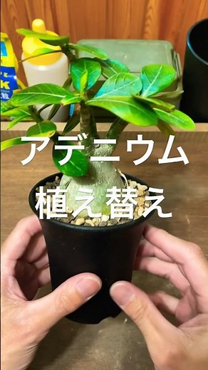【アデニウム】植え替えのやり方 #アデニウム #植え替え #やり方 #植物のある暮らし #植物図鑑 #インテリア #botanical #アガベ #パキポディウム
