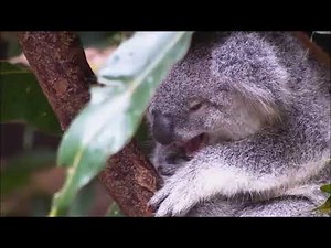 Wildlife in HD Windows 7 Sample Video