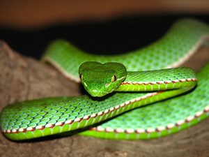 Squamata - Alchetron, The Free Social Encyclopedia