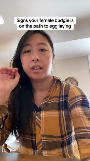 Is your female budgie showing these signs? It is better to address it as early as possible rather than wait until theyre already close to laying or actually laying! #parrotsoftiktok #parakeetsoftiktok #budgiesoftiktok #birdtok #egglaying