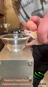 Venom extractions from Prairie rattlesnakes ( Crotalus v. viridis) today. | Kentucky Reptile Zoo