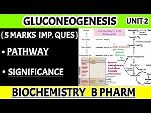 Gluconeogenesis pathway and significance || pharma lectures ||