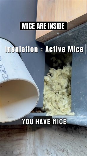 If You See THIS… Mice Are Already Inside (Vancouver)