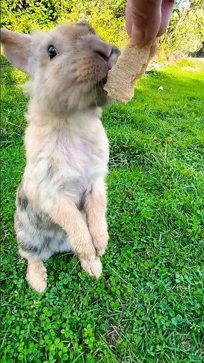 Rabbits: greedy, adorable, playful and funny! 🐰💞#short