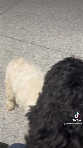 1.1K views | Both adopted Meet Sebastian the Cockapoo pup and Muffin the adult Cockapoo. These are super nice dogs. All detailed info with application to apply is in the petfinder link below. https://www.petfinder.com/search/pets-for-adoption/?shelter_id%5B0%5D=OH771&sort%5B0%5D=recently_added | Team Rover | Facebook
