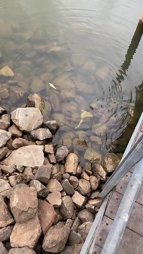 #fishing_al_ga_line #georgiafishing #alabamafishing