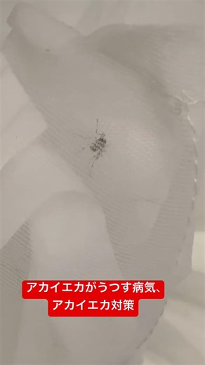 アカイエカがうつす病気、アカイエカ対策 #アカイエカ #蚊 #モストップ #害虫防除技術研究所 #夜の蚊