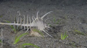 Venus Comb Murex (Murex pecten) moves and turns in the sand, Anilao, Philippines 1 of 2 60fps