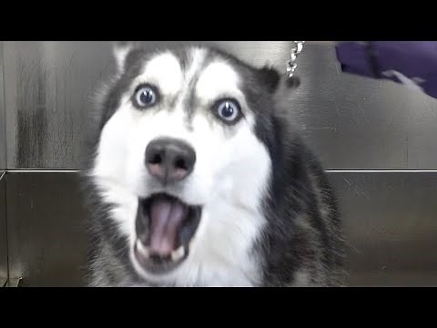 Lunatic Husky swears at me her whole groom