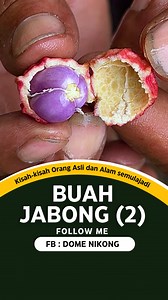 Ramai yang komen nak lihat isi buah Jabong (kaum Rambai). Jadi boleh saksikan dalam reel ini keunikan warnanya. #buahlangka #wild | Dome Nikong