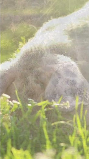 Pig Intelligence Problem Solving, Tool Use, and Self Awareness #animalcognition #smartanimals