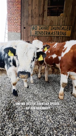 Wie entsteht Öl direkt am Bauernhof?🌻 #landwirtschaft #direktvermarktung #agrar