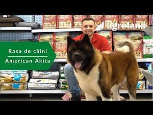 Creșterea și îngrijirea câinilor din rasa American Akita | Alex Anton