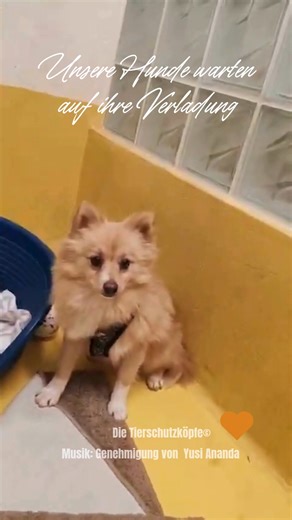 🎥 Hier kommt noch ein schönes Video von unseren Hunden, die ganz geduldig im Tierheim auf ihre Verladung warten. 🐾 In wenigen Stunden geht es für sie auf die große Reise – durch die Nacht, hinein in ihr neues Leben. Morgen dürfen sie endlich in ihren Pflegestellen und Familien ankommen. ❤️ Wir wünschen allen Hunden eine ruhige und sichere Fahrt! Ein herzliches Dankeschön an alle, die diese Reise möglich gemacht haben – durch Engagement, Unterstützung und Liebe. 🙏🐶 @Follower | Die Tierschutzk