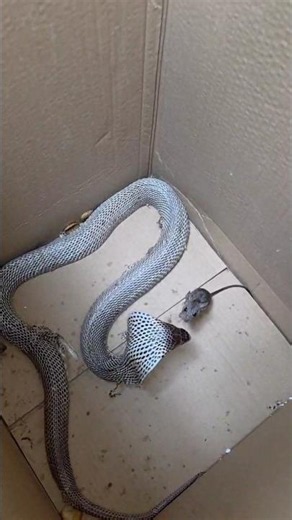 Cobra snake vs Two Rat 🐀 🐍 #shortvideo #snake #wildliferescue #trending #youtubeshorts #viral #yt