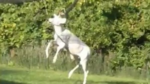 Mansfield firefighters rescue albino deer