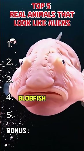 Top 5 Real Animals That Look Like Aliens 👽 #animals #wildlife