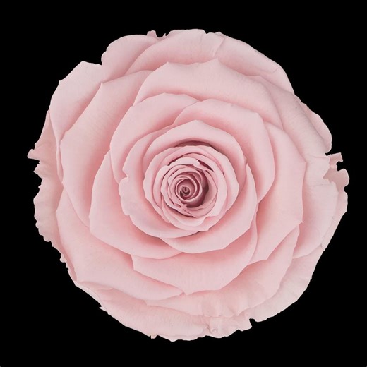 Preserved Roses - Pink - Etsy