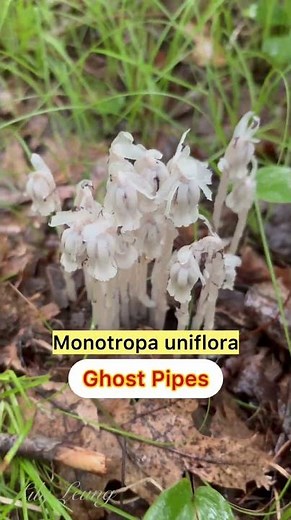 Ghost Pipes