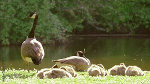 Goslings Canada goose, Brant canadian on green meadow with parents in bright sunlight in woodland area, Family Of ringed waterfowl in natural habitat, Frankfurt, Germany, bird migration control