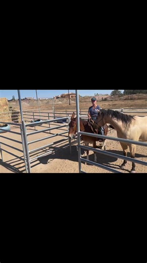 Shana and Emma. She is learning to be a real working mule♥️ | Missouri Mule Makeover/Ozark Mule Days