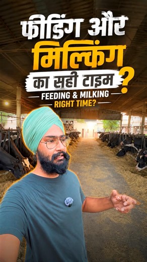Best time for milking and feeding dairy cows?