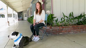  June is Foster a Pet Month!  Have you ever thought about...